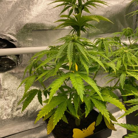 Royal Gorilla Automatic  growlog timeline photo