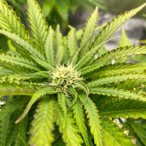 Royal Gorilla Automatic  growlog timeline photo