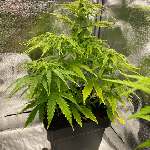 Milky Way growlog timeline photo