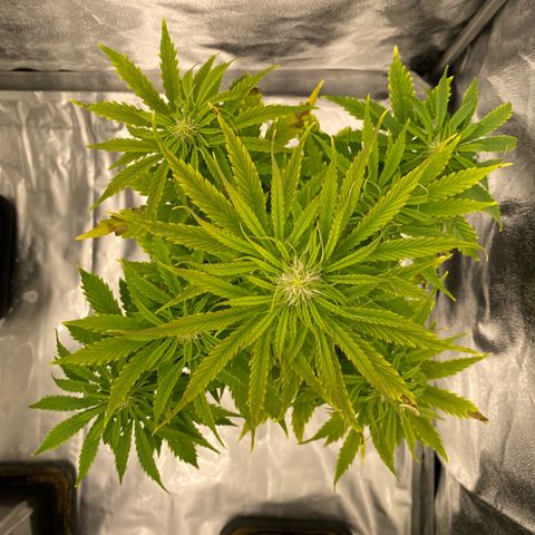 Milky Way growlog timeline photo