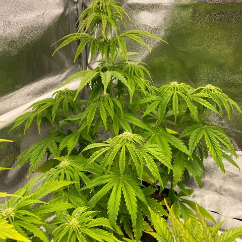 Milky Way growlog timeline photo
