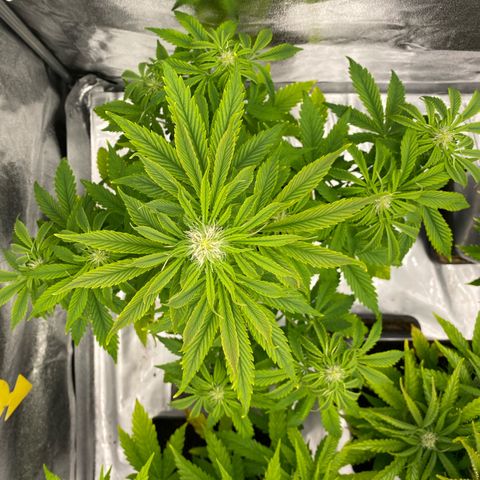 Milky Way growlog timeline photo