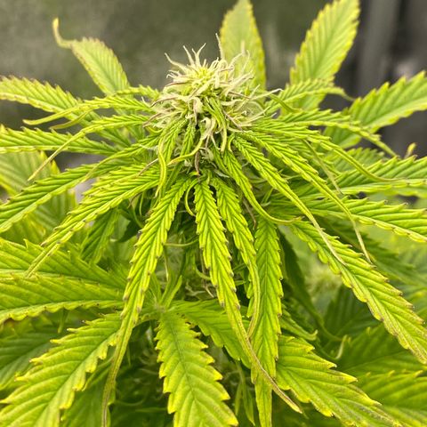 Milky Way growlog timeline photo