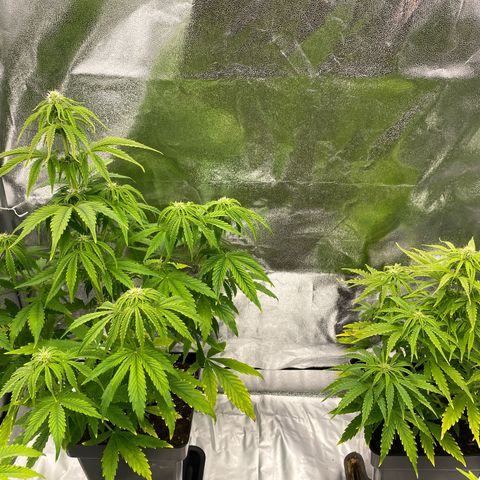 Milky Way growlog timeline photo