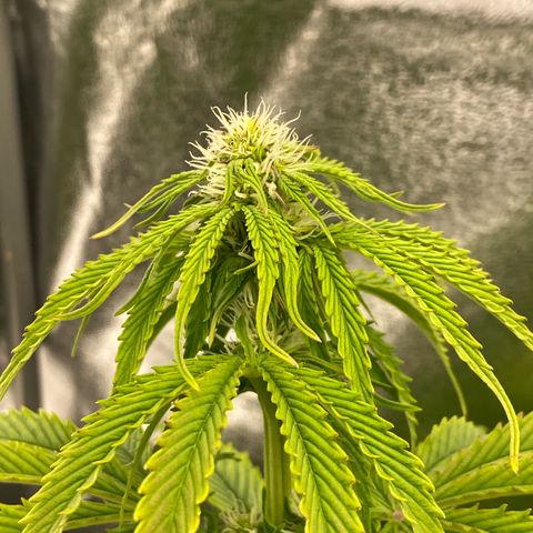 Milky Way growlog timeline photo