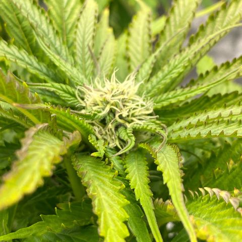 Royal Gorilla Automatic  growlog timeline photo