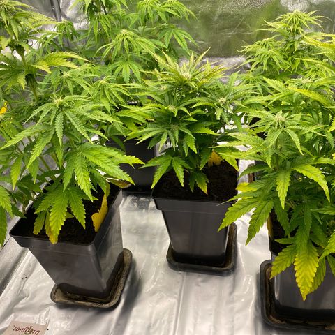 Royal Gorilla Automatic  growlog timeline photo