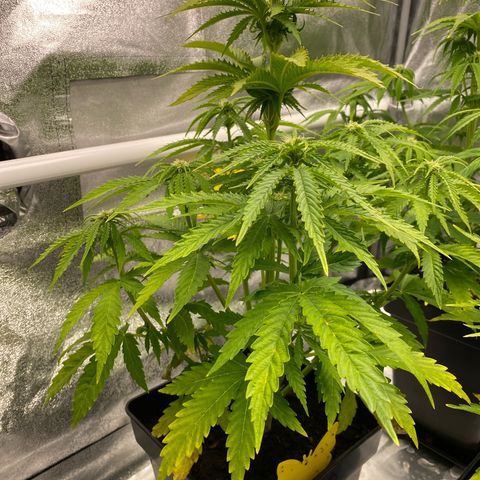 Royal Gorilla Automatic  growlog timeline photo