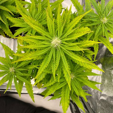 Royal Gorilla Automatic  growlog timeline photo