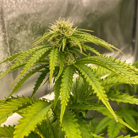 Royal Gorilla Automatic  growlog timeline photo