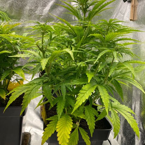 Royal Gorilla Automatic  growlog timeline photo