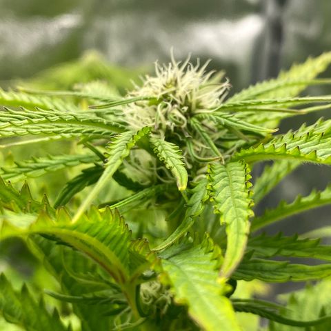 Royal Gorilla Automatic  growlog timeline photo