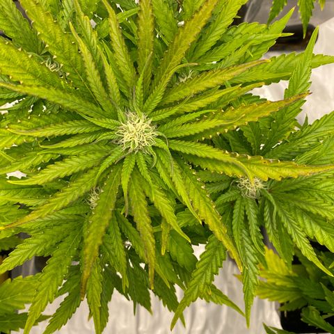 Royal Gorilla Automatic  growlog timeline photo