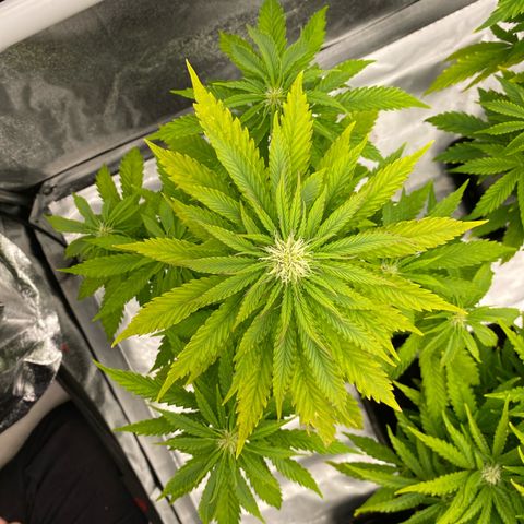 Royal Gorilla Automatic  growlog timeline photo