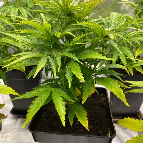 Royal Gorilla Automatic  growlog timeline photo