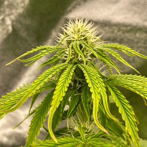 Milky Way growlog timeline photo