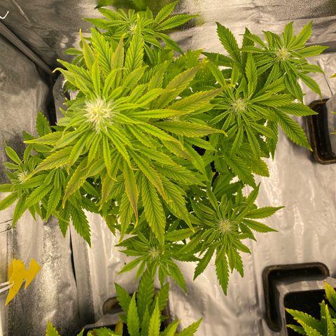 Milky Way growlog timeline photo