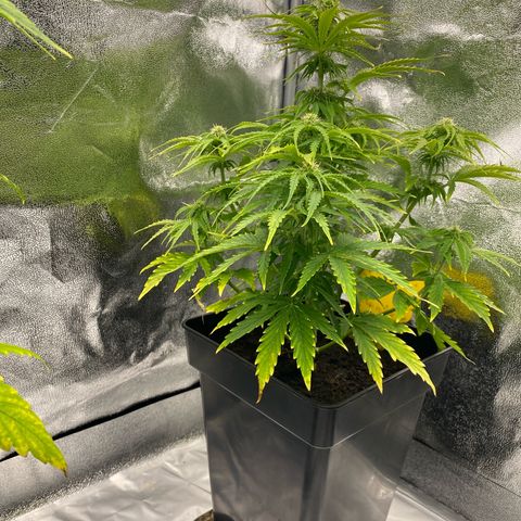 Milky Way growlog timeline photo
