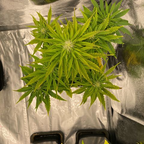 Milky Way growlog timeline photo
