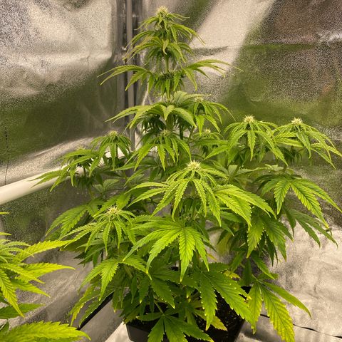 Milky Way growlog timeline photo
