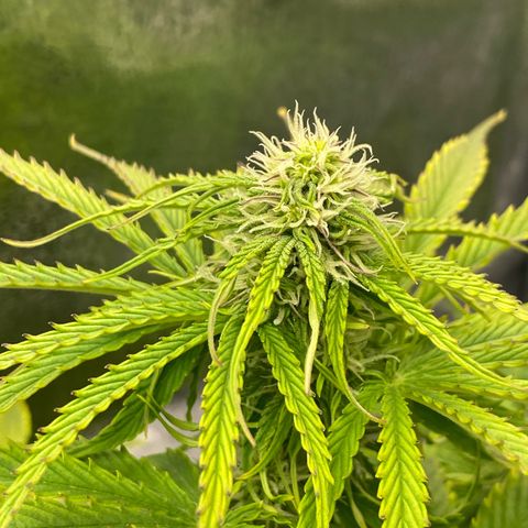 Milky Way growlog timeline photo