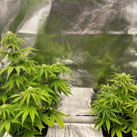 Milky Way growlog timeline photo