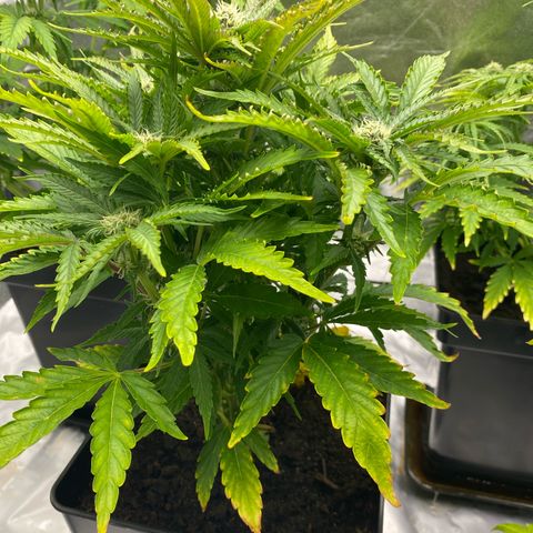 Royal Gorilla Automatic  growlog timeline photo