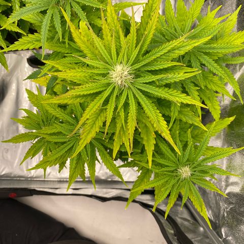 Royal Gorilla Automatic  growlog timeline photo