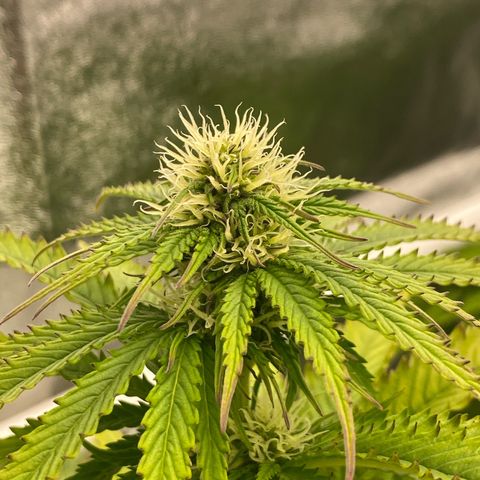 Royal Gorilla Automatic  growlog timeline photo