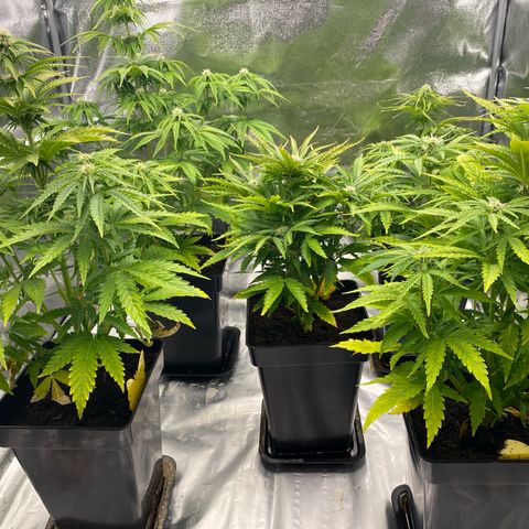 Royal Gorilla Automatic  growlog timeline photo