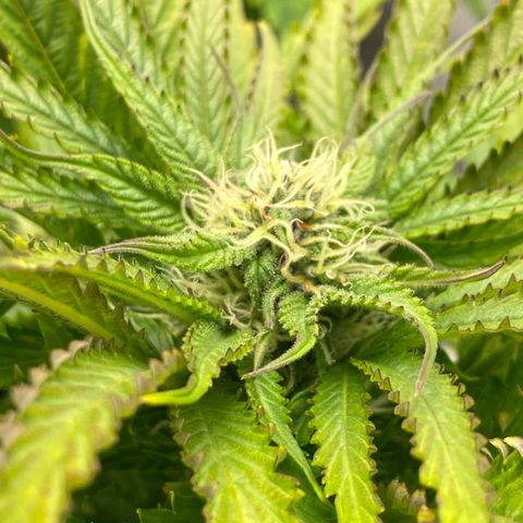 Royal Gorilla Automatic  growlog timeline photo