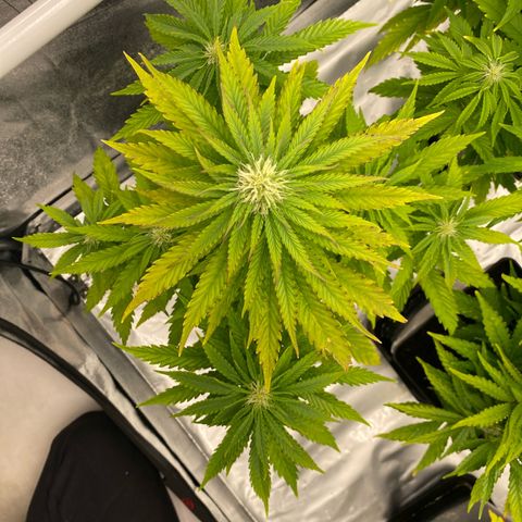 Royal Gorilla Automatic  growlog timeline photo