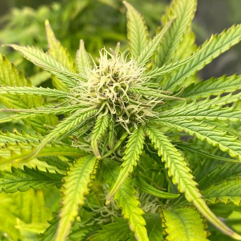 Royal Gorilla Automatic  growlog timeline photo