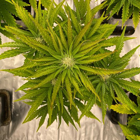 Royal Gorilla Automatic  growlog timeline photo