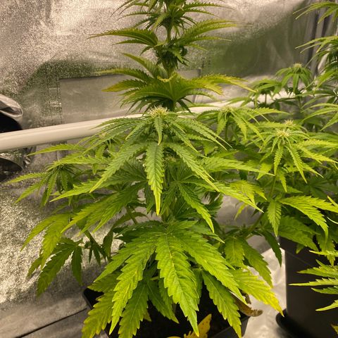 Royal Gorilla Automatic  growlog timeline photo