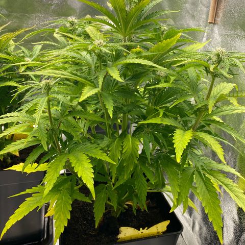 Royal Gorilla Automatic  growlog timeline photo