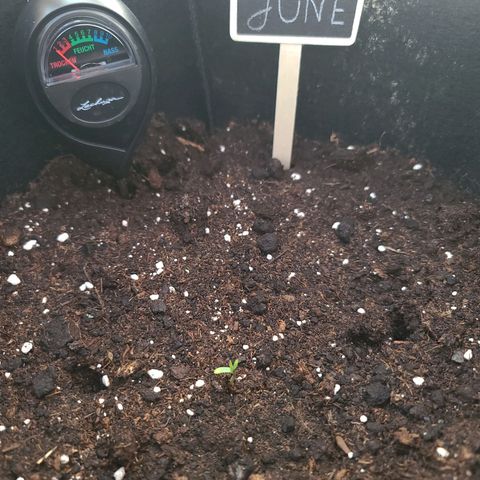 June growlog photo: Erste Blätter.