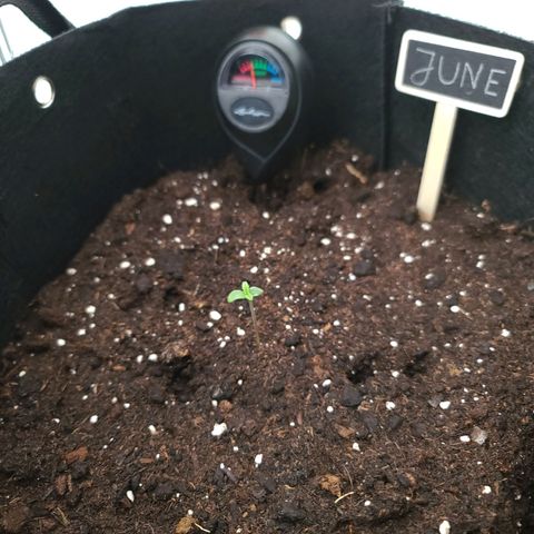 June growlog timeline photo