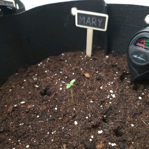Mary growlog timeline photo