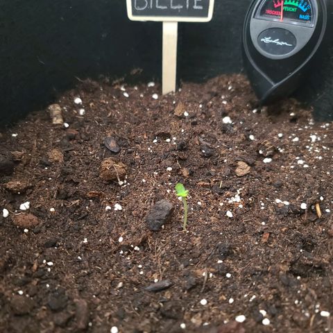 Billie growlog timeline photo