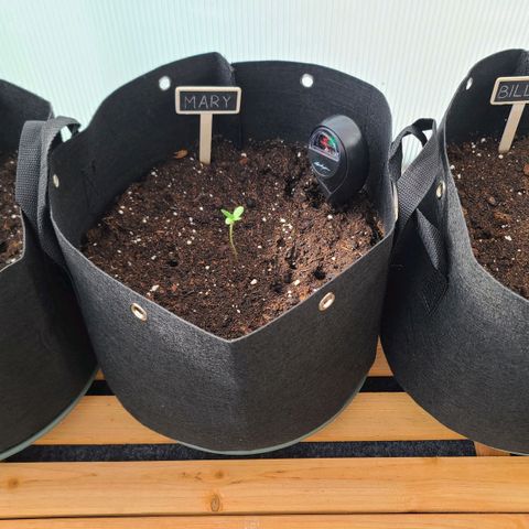 Mary growlog timeline photo