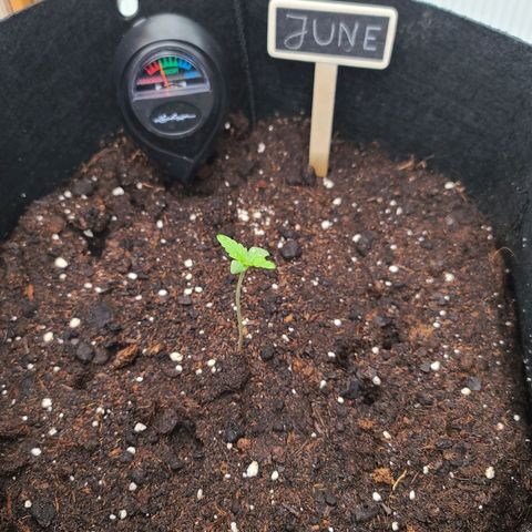 June growlog timeline photo