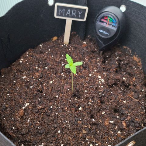 Mary growlog timeline photo
