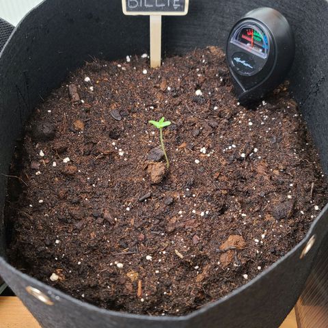 Billie growlog timeline photo
