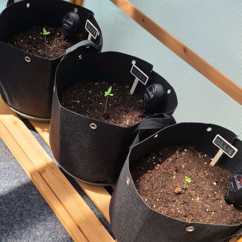 Mary growlog timeline photo