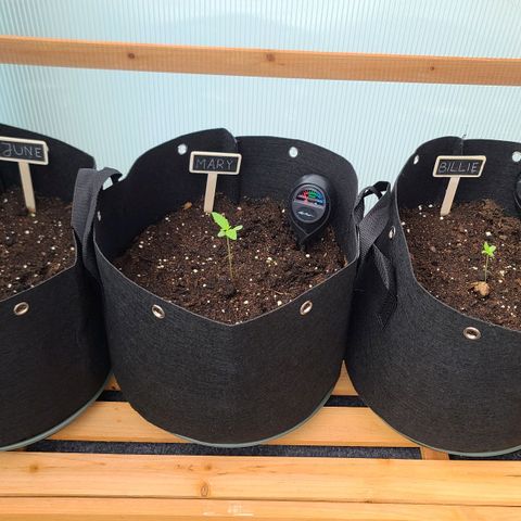 Mary growlog timeline photo