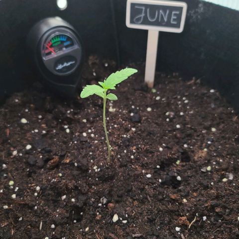 June growlog timeline photo
