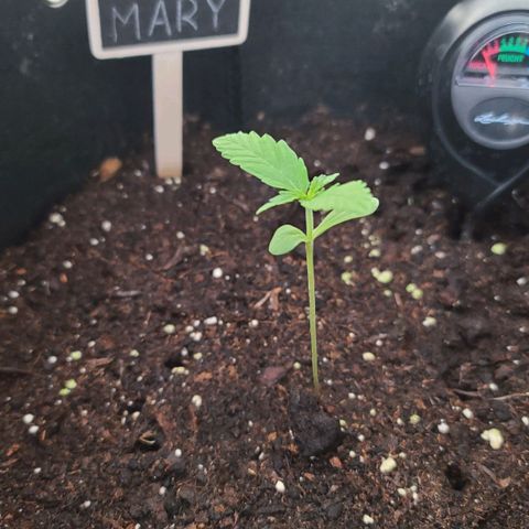 Mary growlog timeline photo