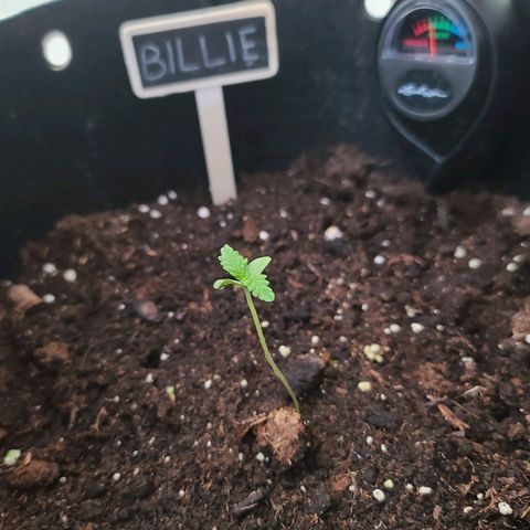 Billie growlog timeline photo