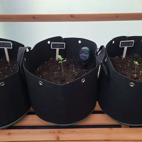 Mary growlog timeline photo